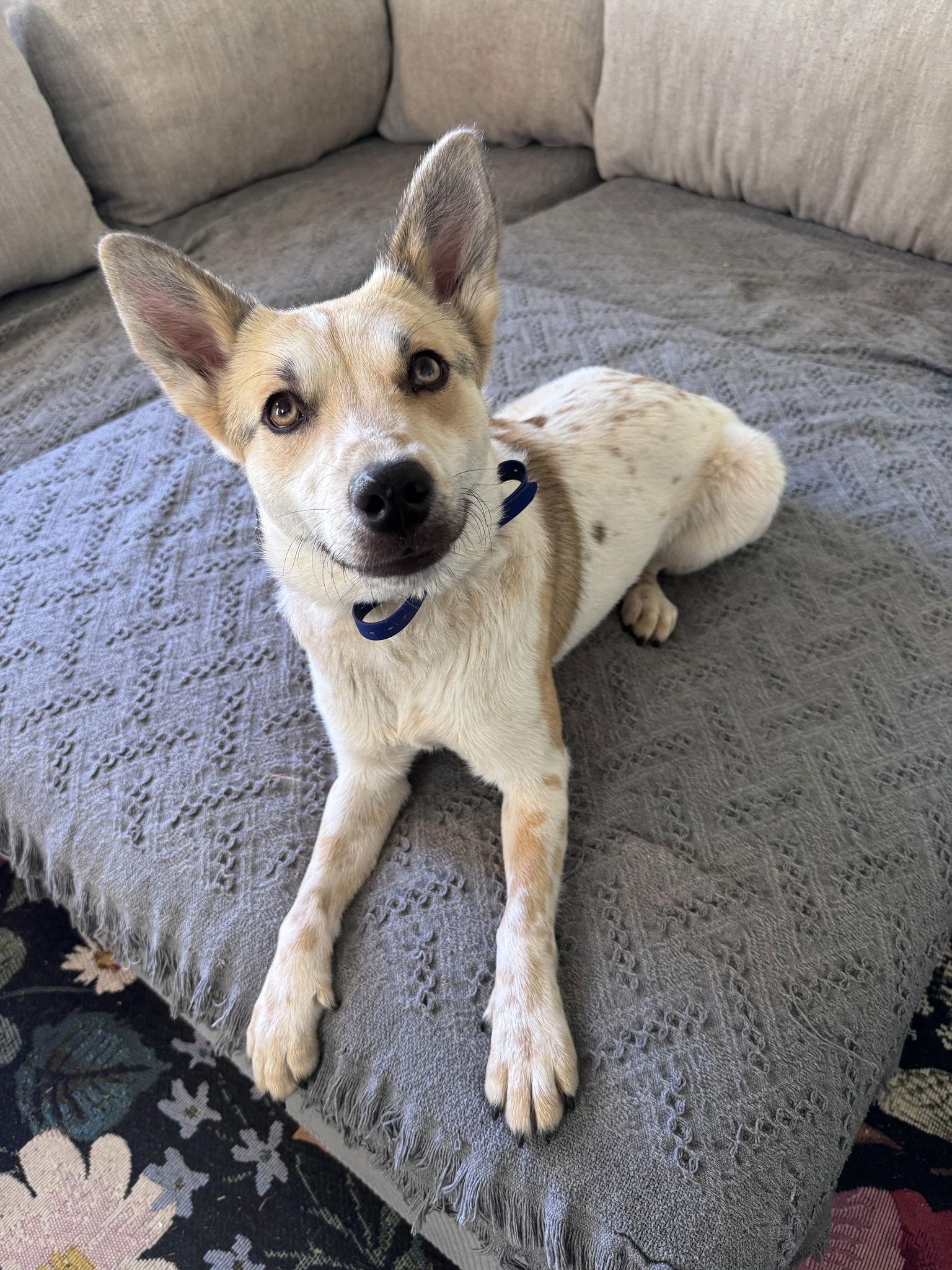 Mollywobbles, a Adoptable Australian Cattle Dog / Blue Heeler in Greenville, SC image 3/3