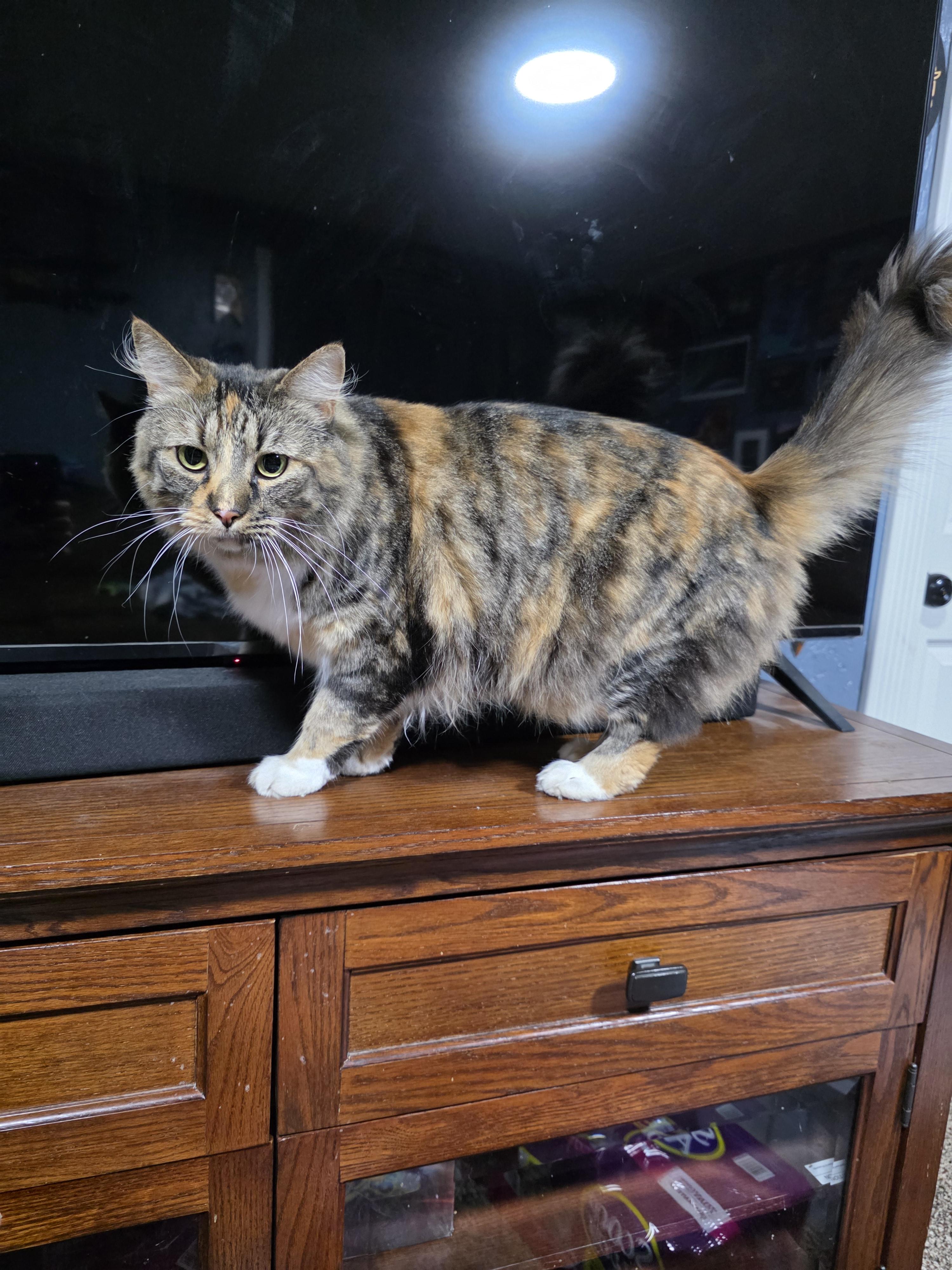 Cricket, Adoptable, Adult Female Domestic Medium Hair.