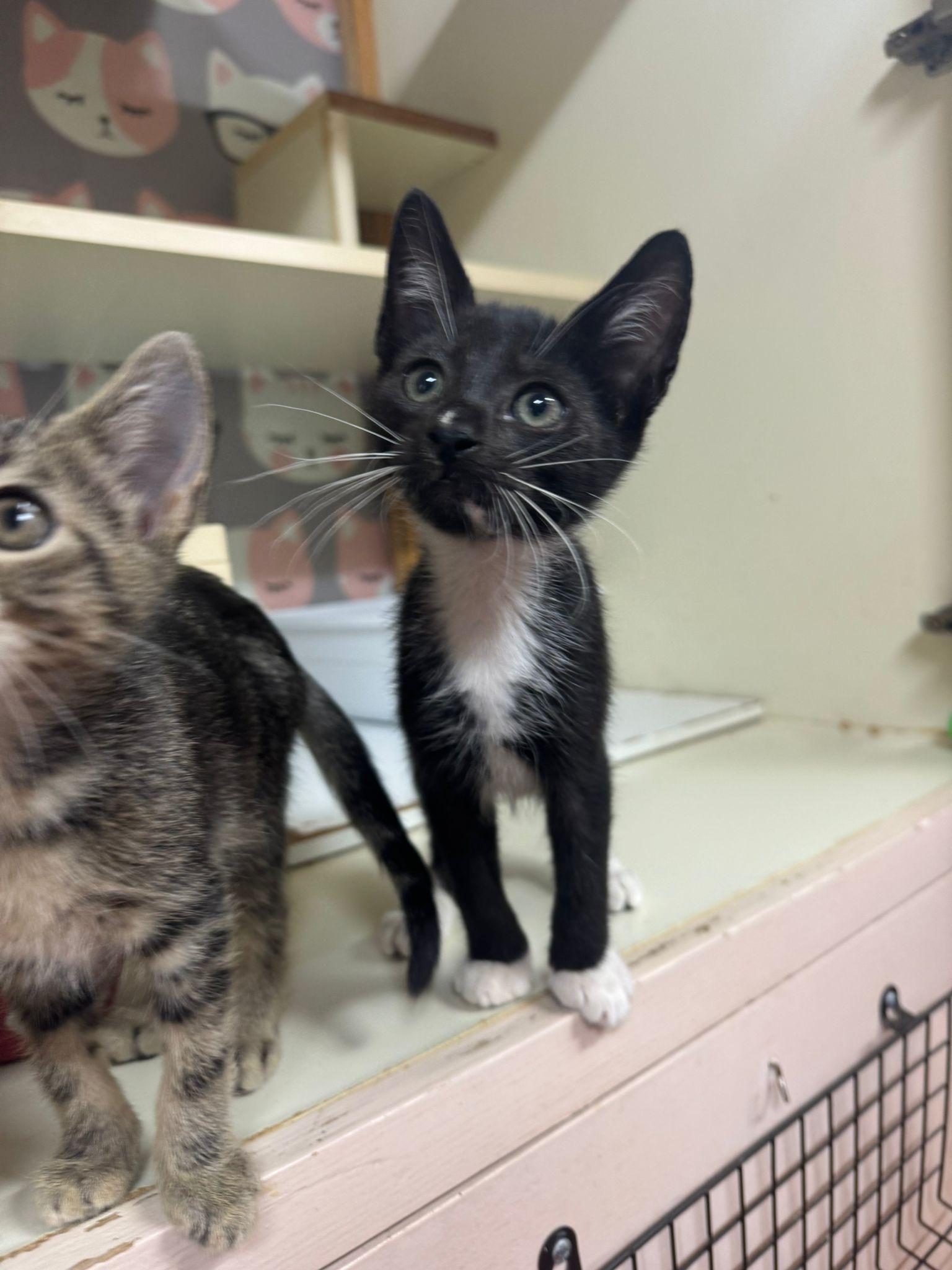 Duey, Baby Male Domestic Short Hair