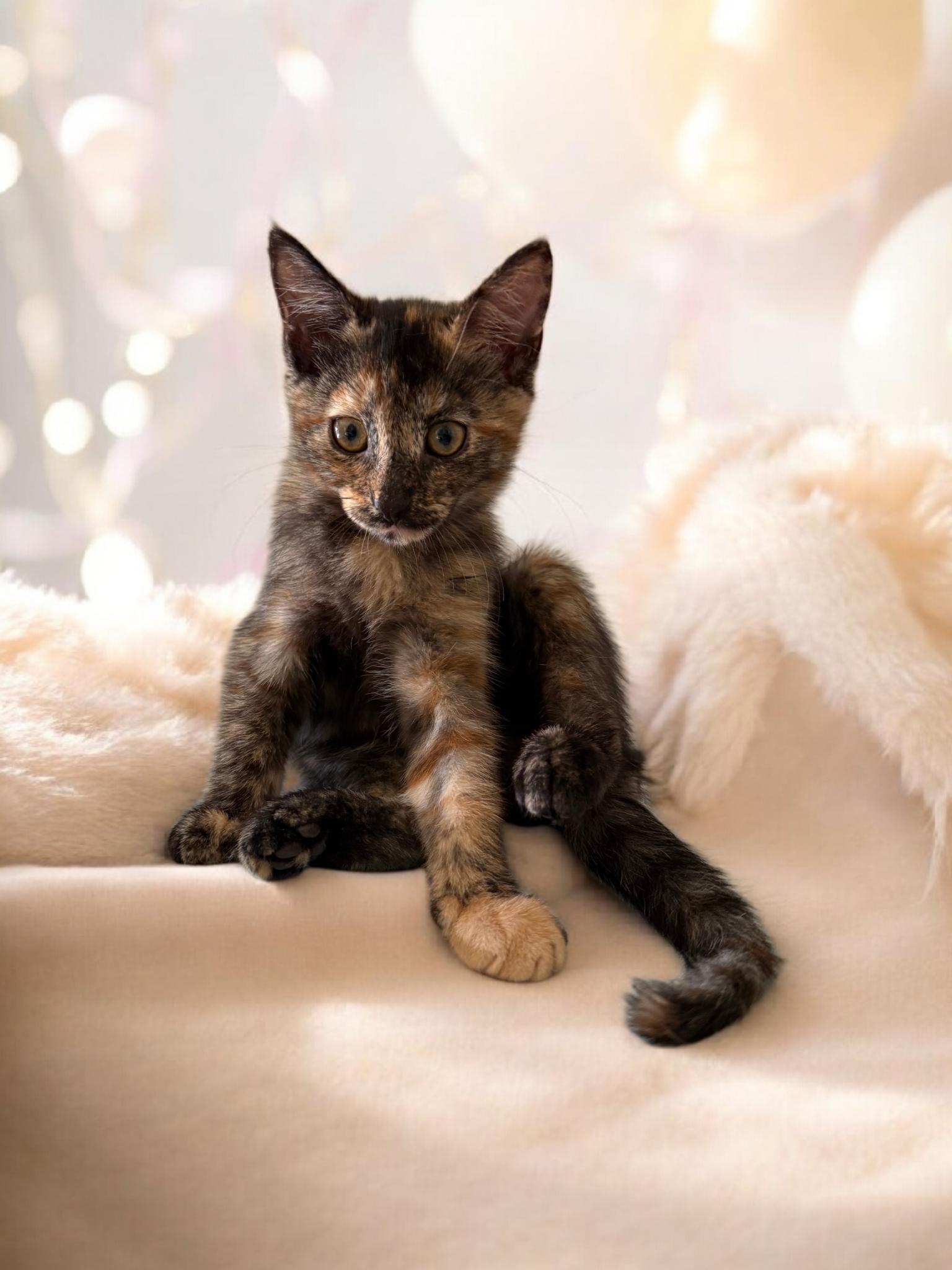 Latte Maplewood , Adoptable, Kitten Female Tortoiseshell.
