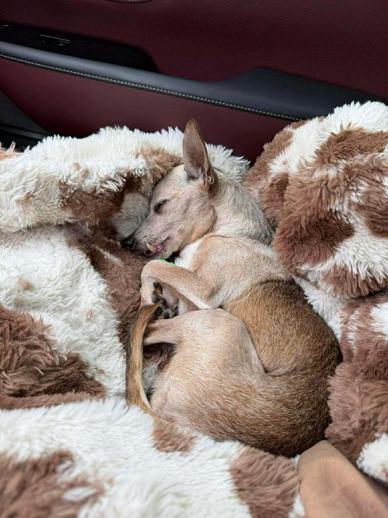 Enlarge Doc, a Adoptable Chihuahua in Bryan, TX image 1/6