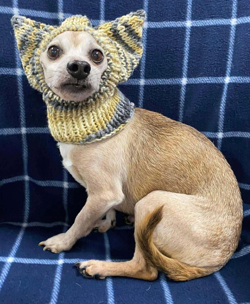 Enlarge Doc, a Adoptable Chihuahua in Bryan, TX image 2/6