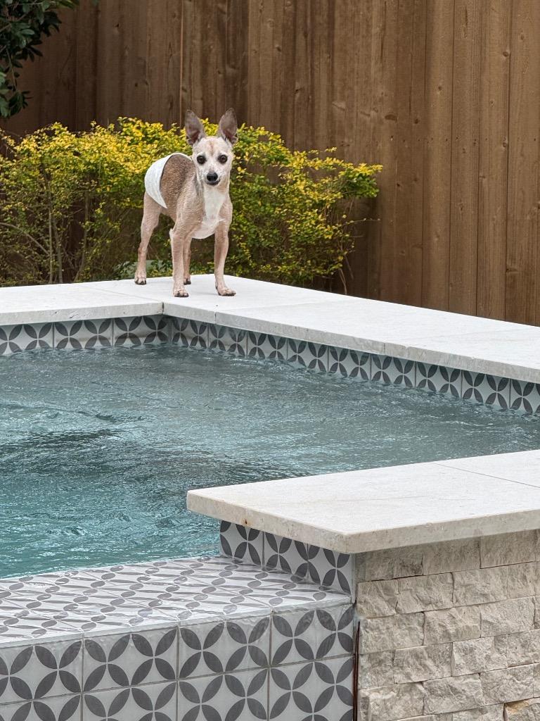 Enlarge Doc, a Adoptable Chihuahua in Bryan, TX image 3/6