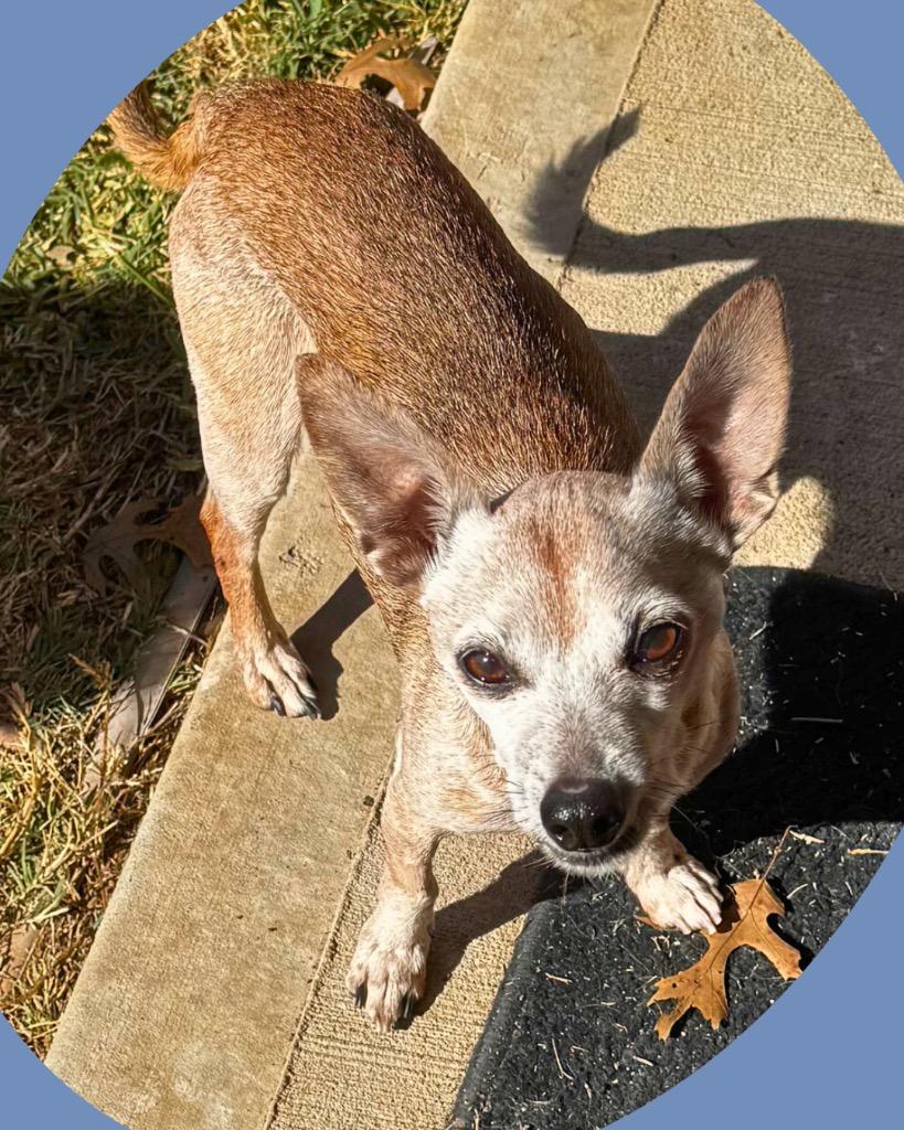 Enlarge Doc, a Adoptable Chihuahua in Bryan, TX image 4/6