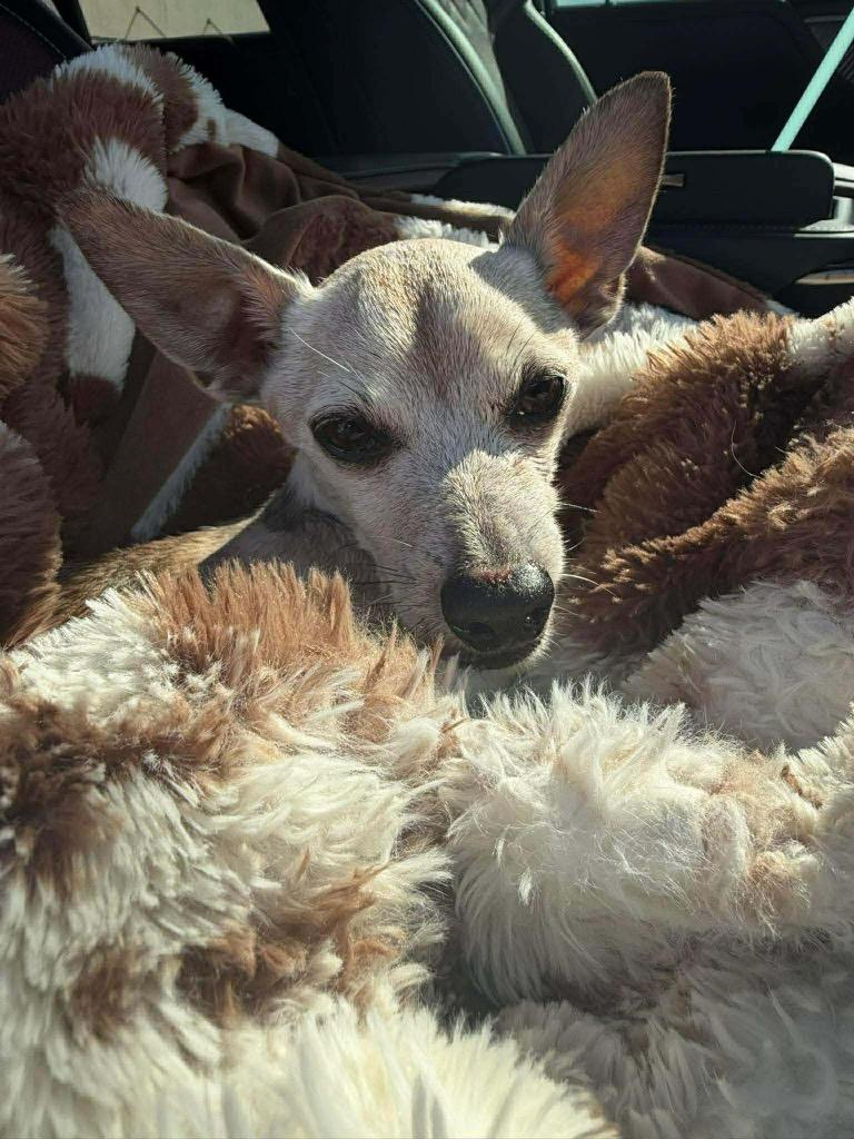 Enlarge Doc, a Adoptable Chihuahua in Bryan, TX image 5/6