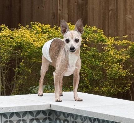 Enlarge Doc, a Adoptable Chihuahua in Bryan, TX image 6/6