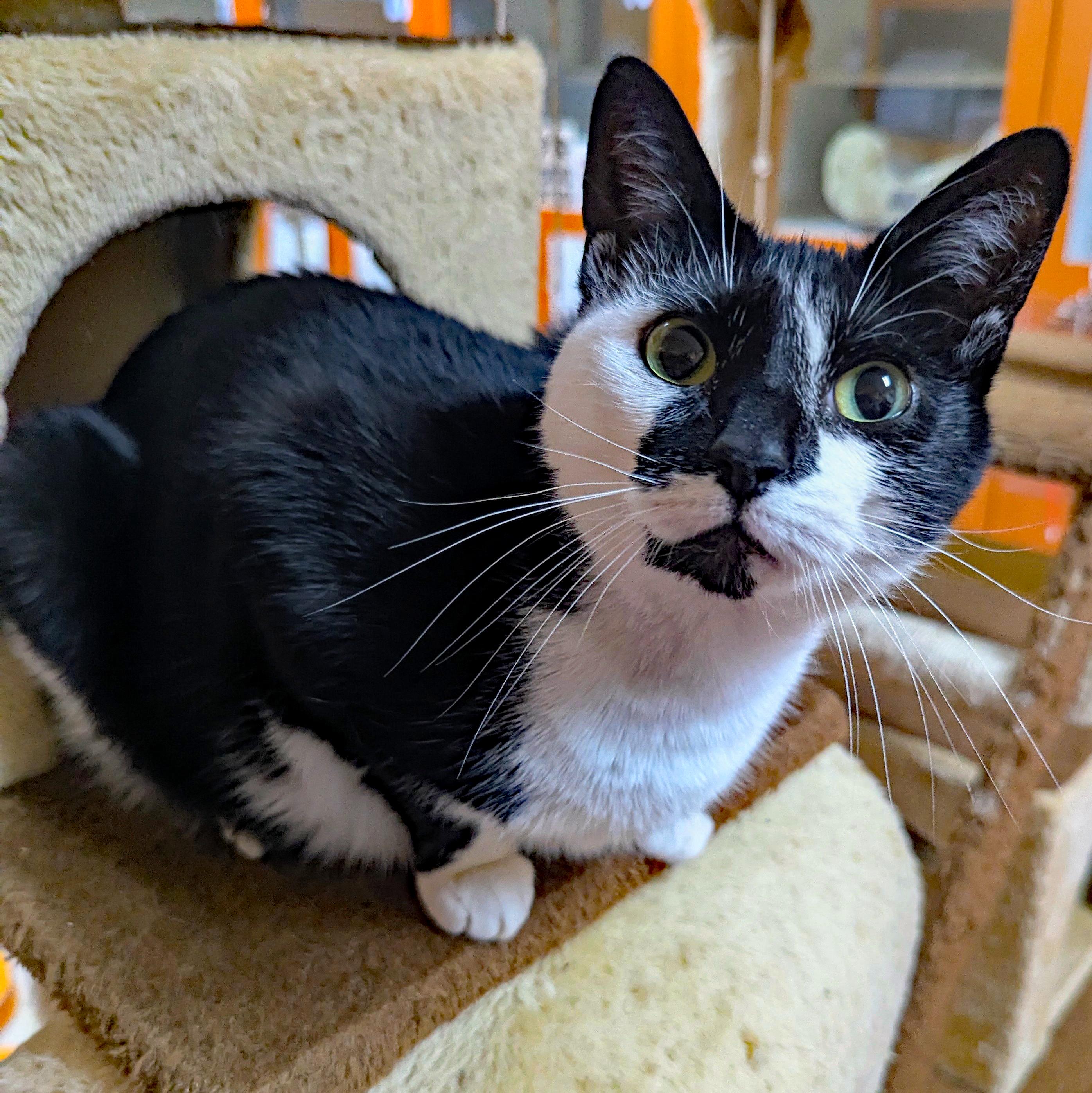 Gemma, ADOPTABLE, Adult Female Domestic Short Hair.