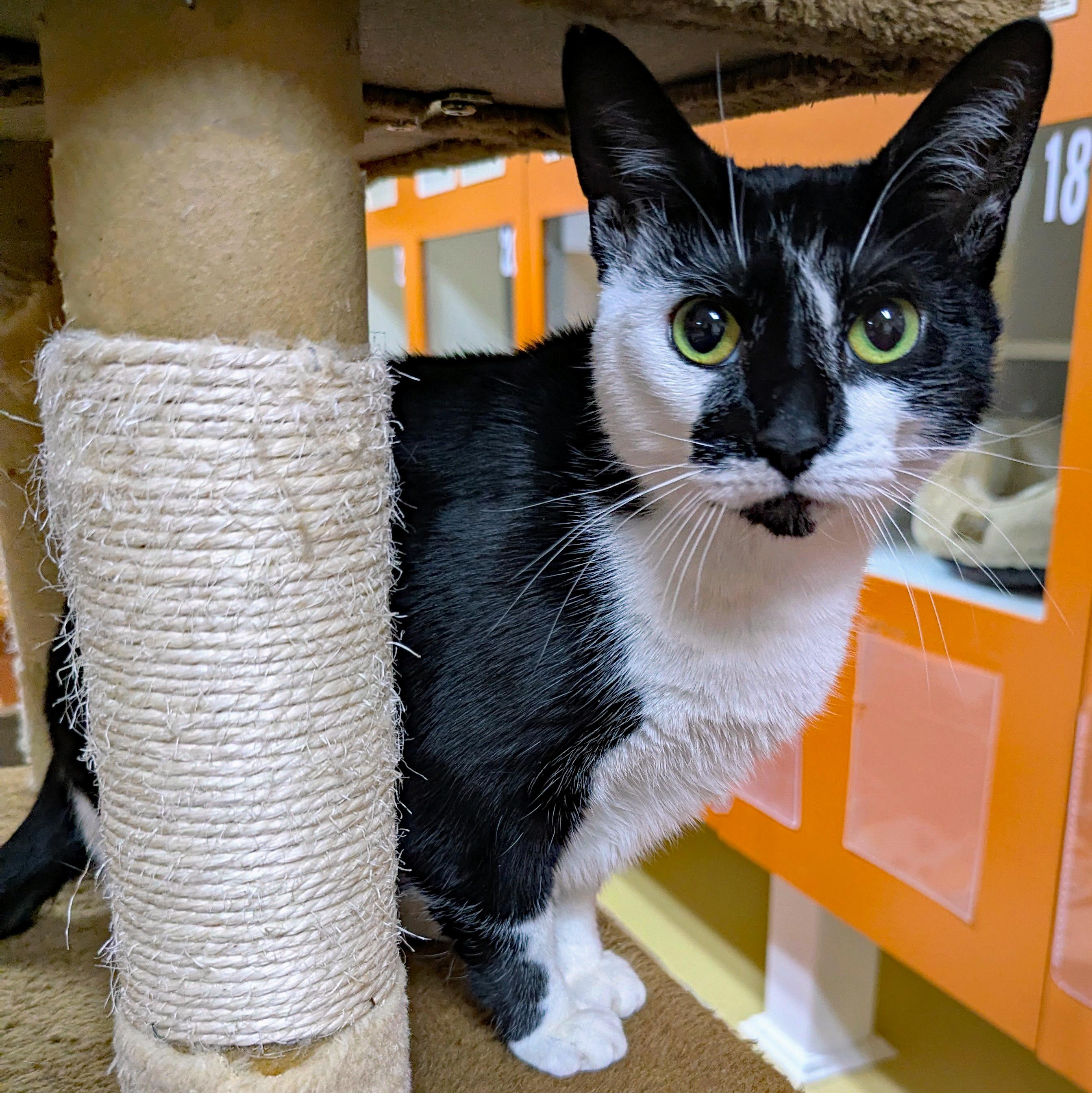 Gemma, a ADOPTABLE Domestic Short Hair in Accident, MD image 2/4