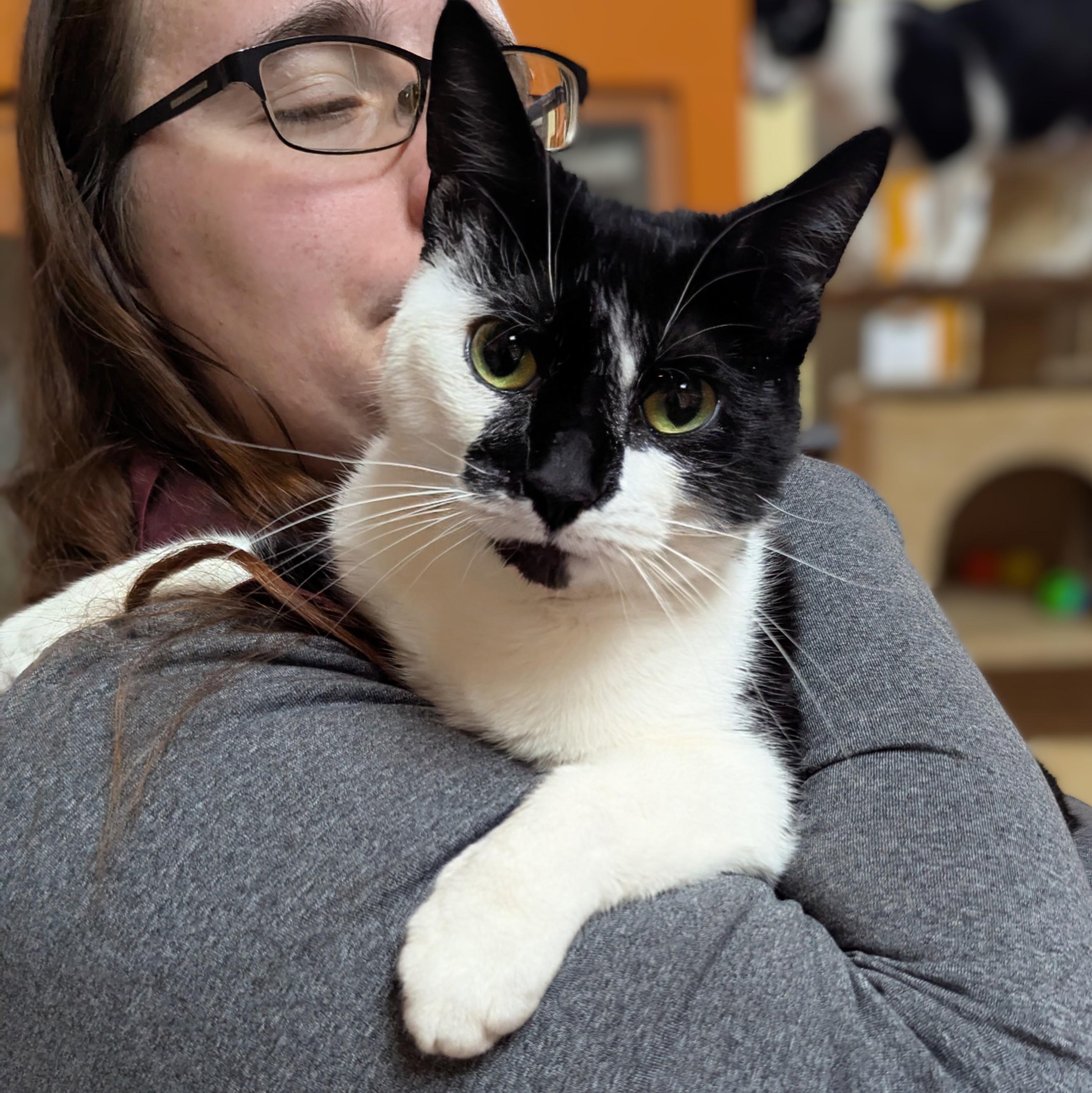 Gemma, a ADOPTABLE Domestic Short Hair in Accident, MD image 3/4