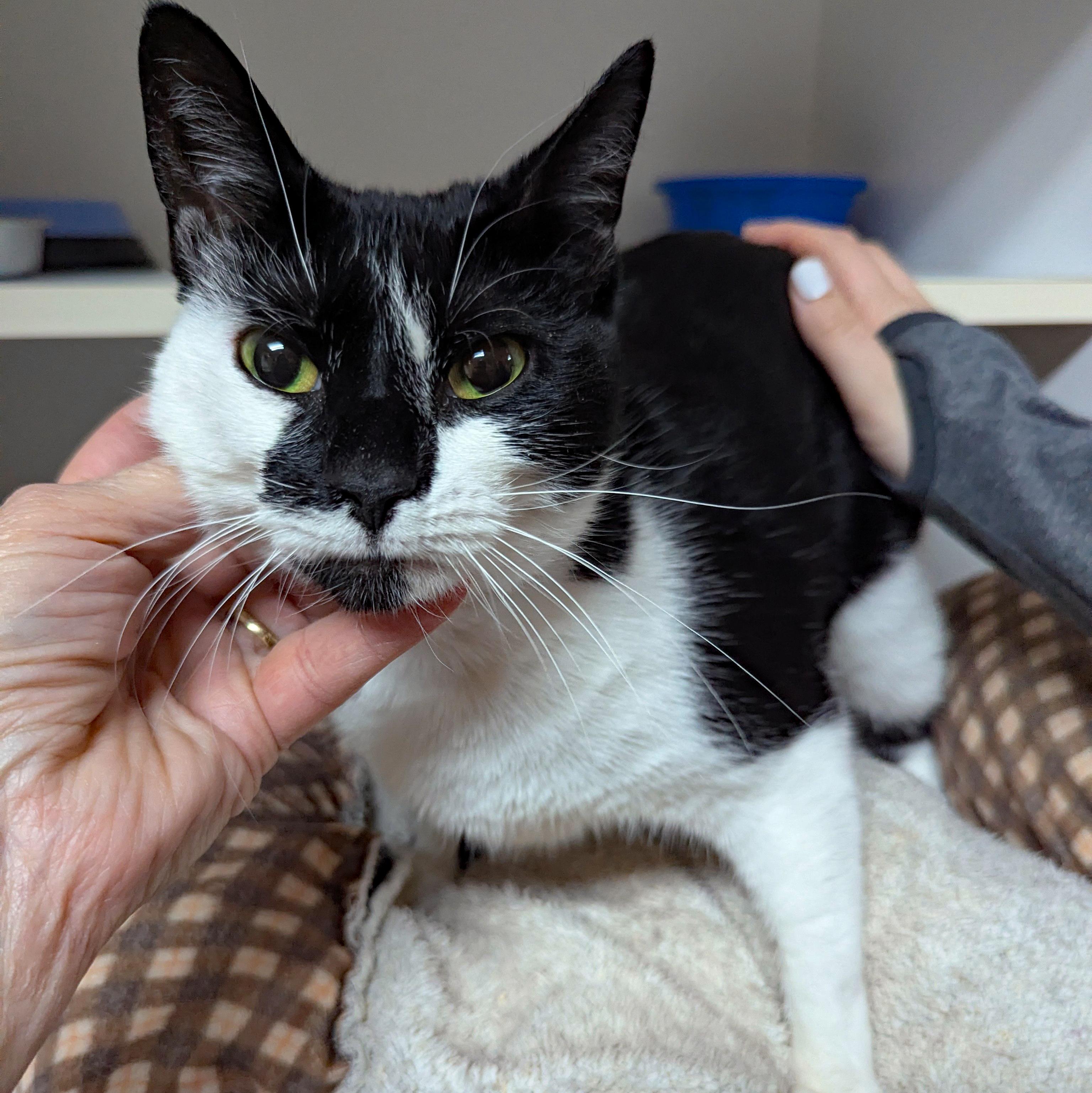 Gemma, a ADOPTABLE Domestic Short Hair in Accident, MD image 4/4