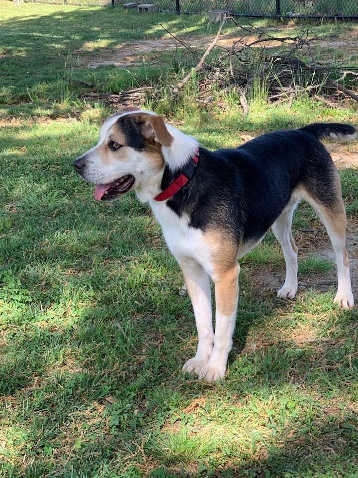 Enlarge Champ , a ADOPTABLE mixed breed in Douglas, MA image 6/6