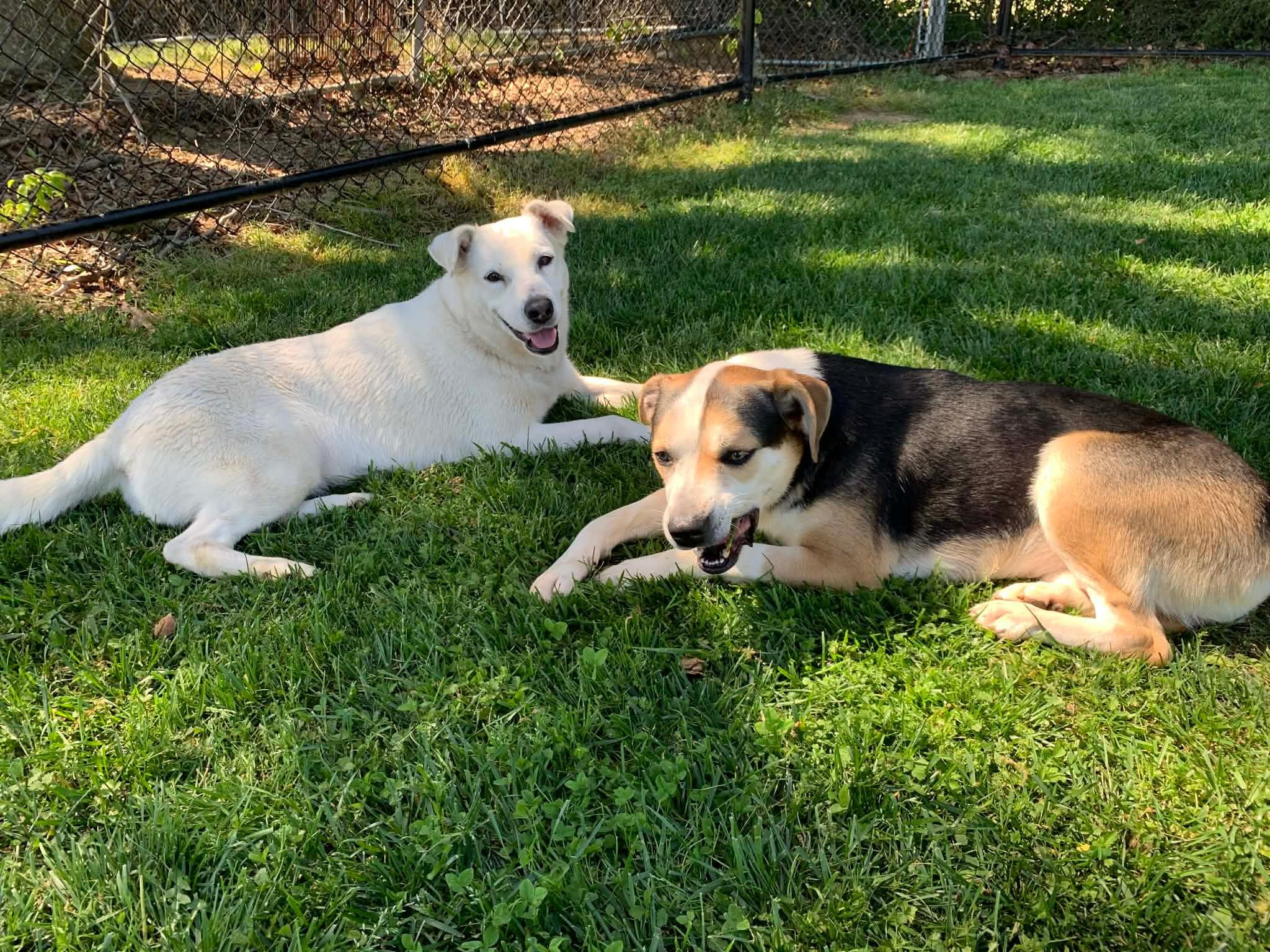 Enlarge Champ , a ADOPTABLE mixed breed in Douglas, MA image 2/6