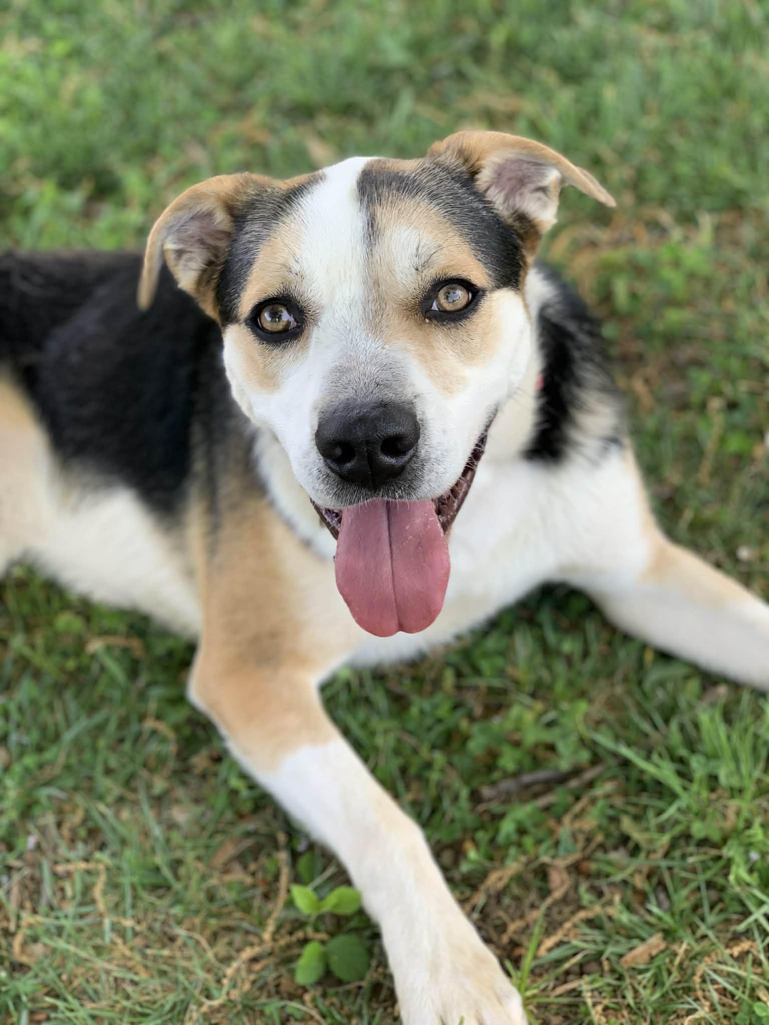 Enlarge Champ , a ADOPTABLE mixed breed in Douglas, MA image 3/6