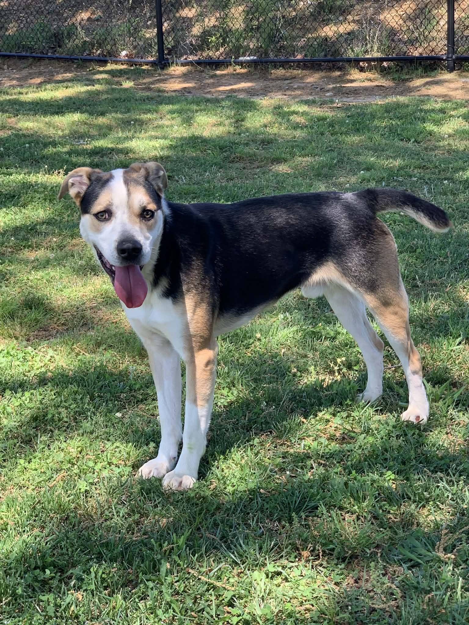 Enlarge Champ , a ADOPTABLE mixed breed in Douglas, MA image 4/6