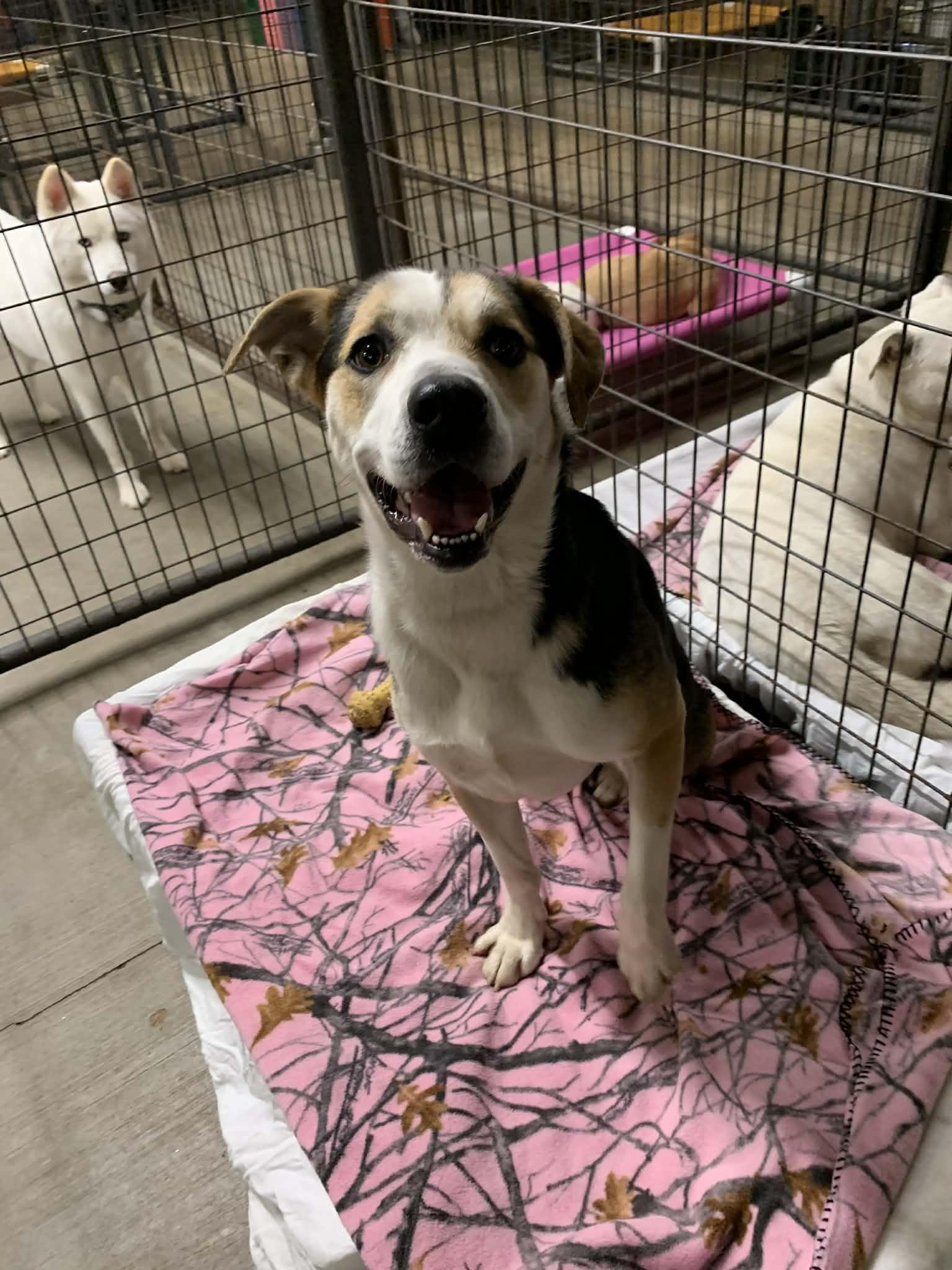 Enlarge Champ , a ADOPTABLE mixed breed in Douglas, MA image 5/6