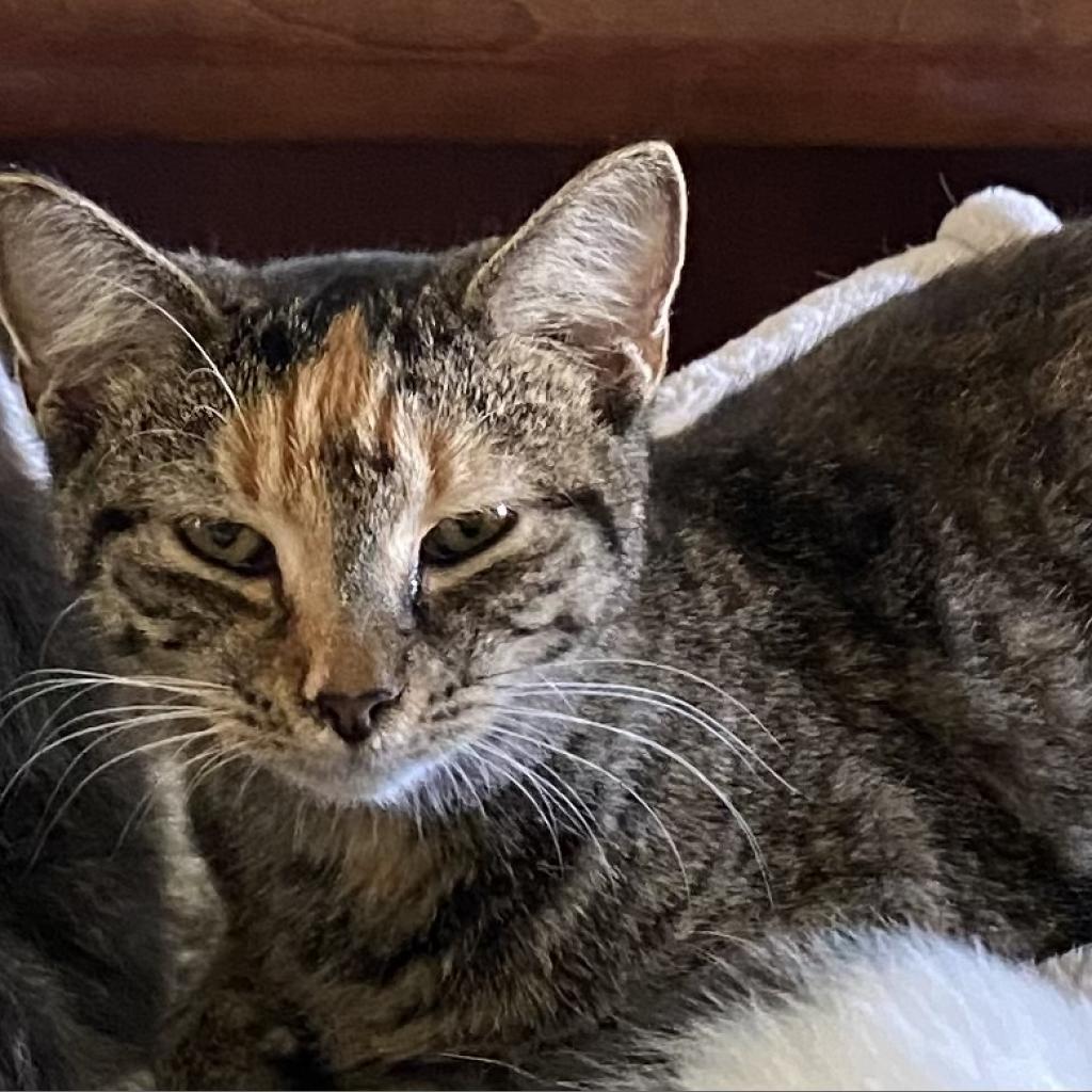 Enlarge Izzy, a Adoptable Domestic Short Hair in Foley, AL image 2/3