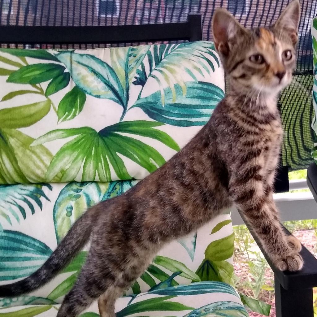 Enlarge Izzy, a Adoptable Domestic Short Hair in Foley, AL image 3/3