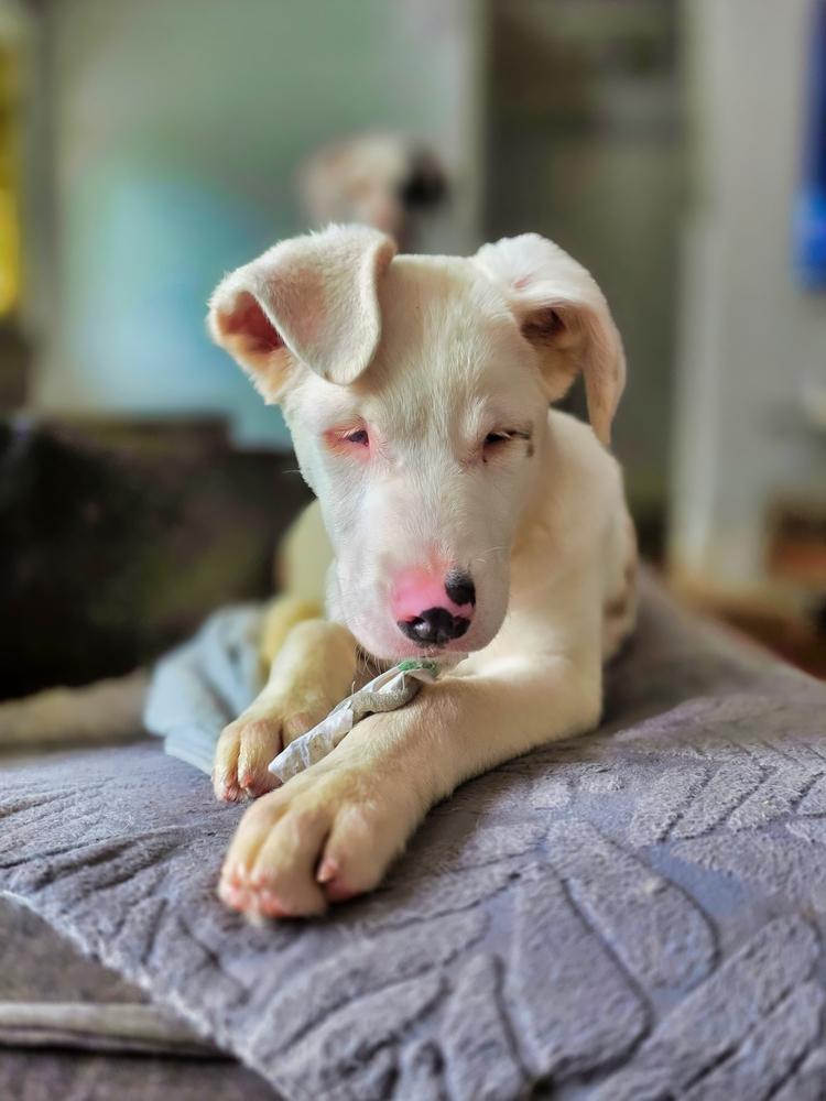 Enlarge Seven, a Adoptable mixed breed in Wake Forest, NC image 1/6