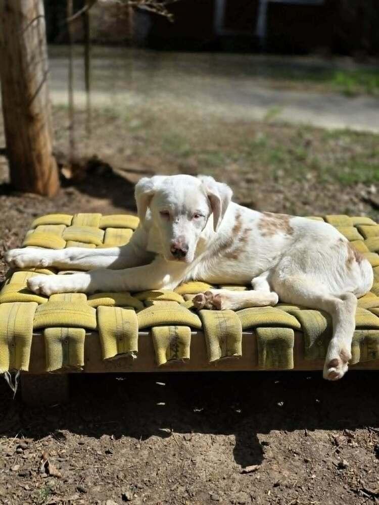 Enlarge Seven, a Adoptable mixed breed in Wake Forest, NC image 2/6
