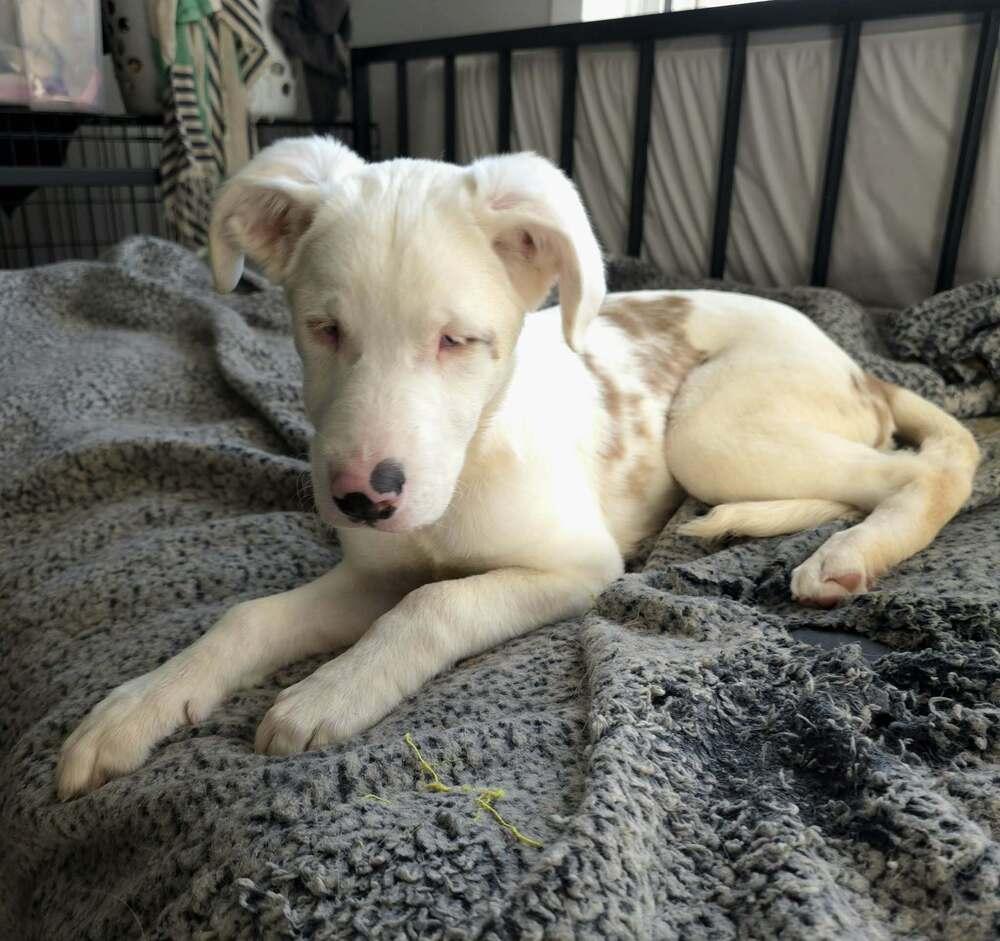 Enlarge Seven, a Adoptable mixed breed in Wake Forest, NC image 4/6