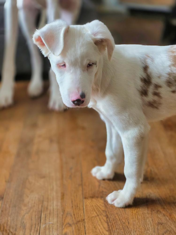 Enlarge Seven, a Adoptable mixed breed in Wake Forest, NC image 5/6