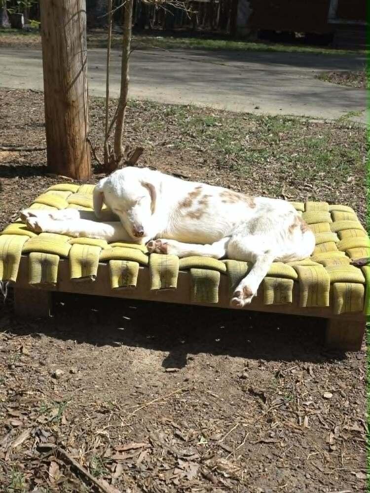 Enlarge Seven, a Adoptable mixed breed in Wake Forest, NC image 4/6