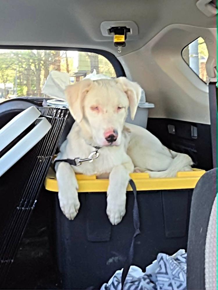 Enlarge Seven, a Adoptable mixed breed in Wake Forest, NC image 6/6