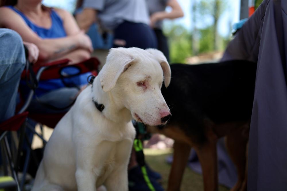 Enlarge Seven, a Adoptable mixed breed in Wake Forest, NC image 6/6