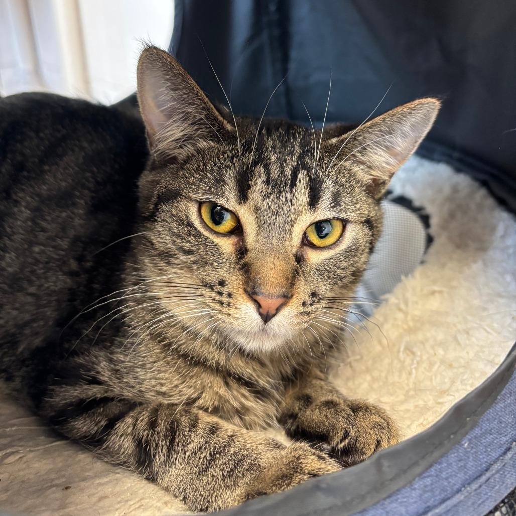 Piggy, Adoptable, Young Female Domestic Short Hair.