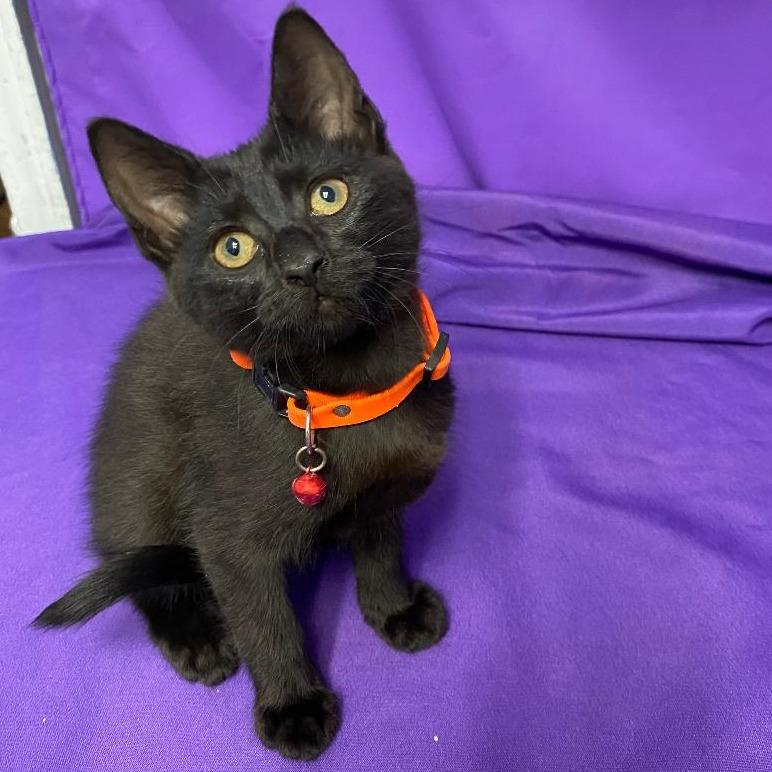 Umbra, Adoptable, Kitten Female Domestic Short Hair.