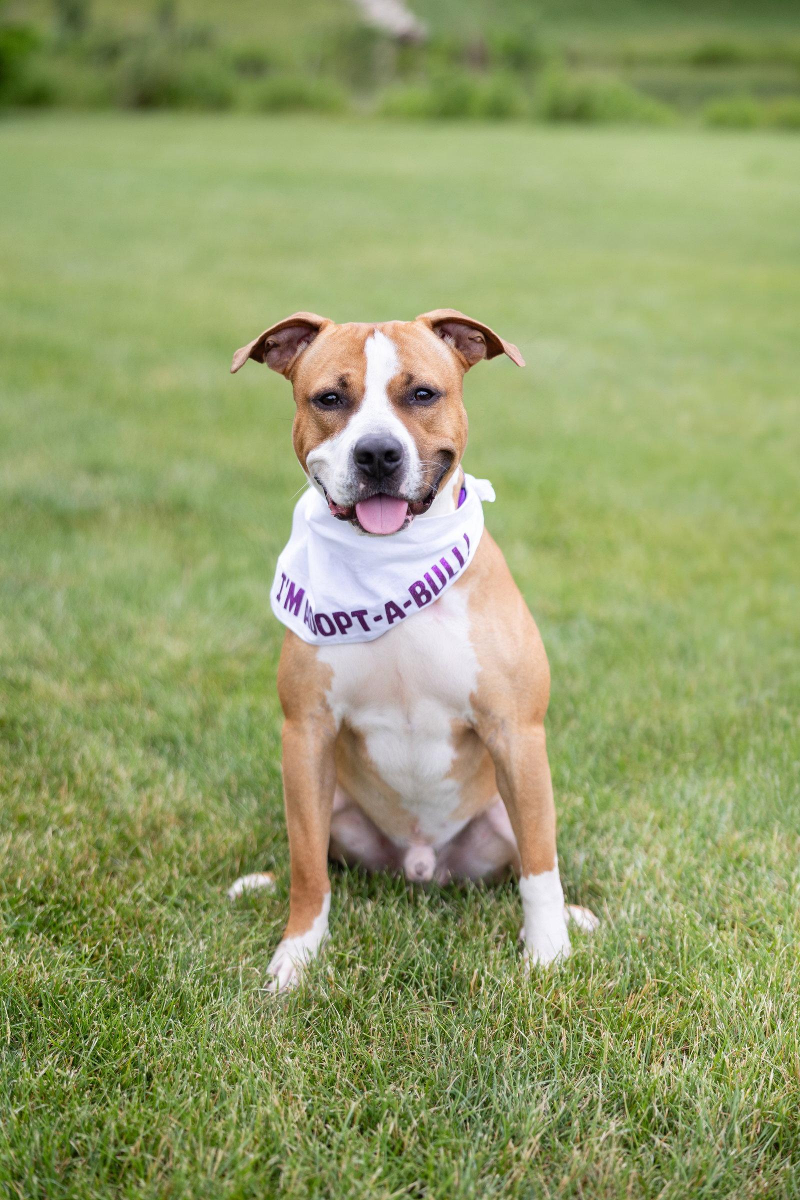 Enlarge Anders, a Adoptable Pit Bull Terrier in Crete, IL image 1/3