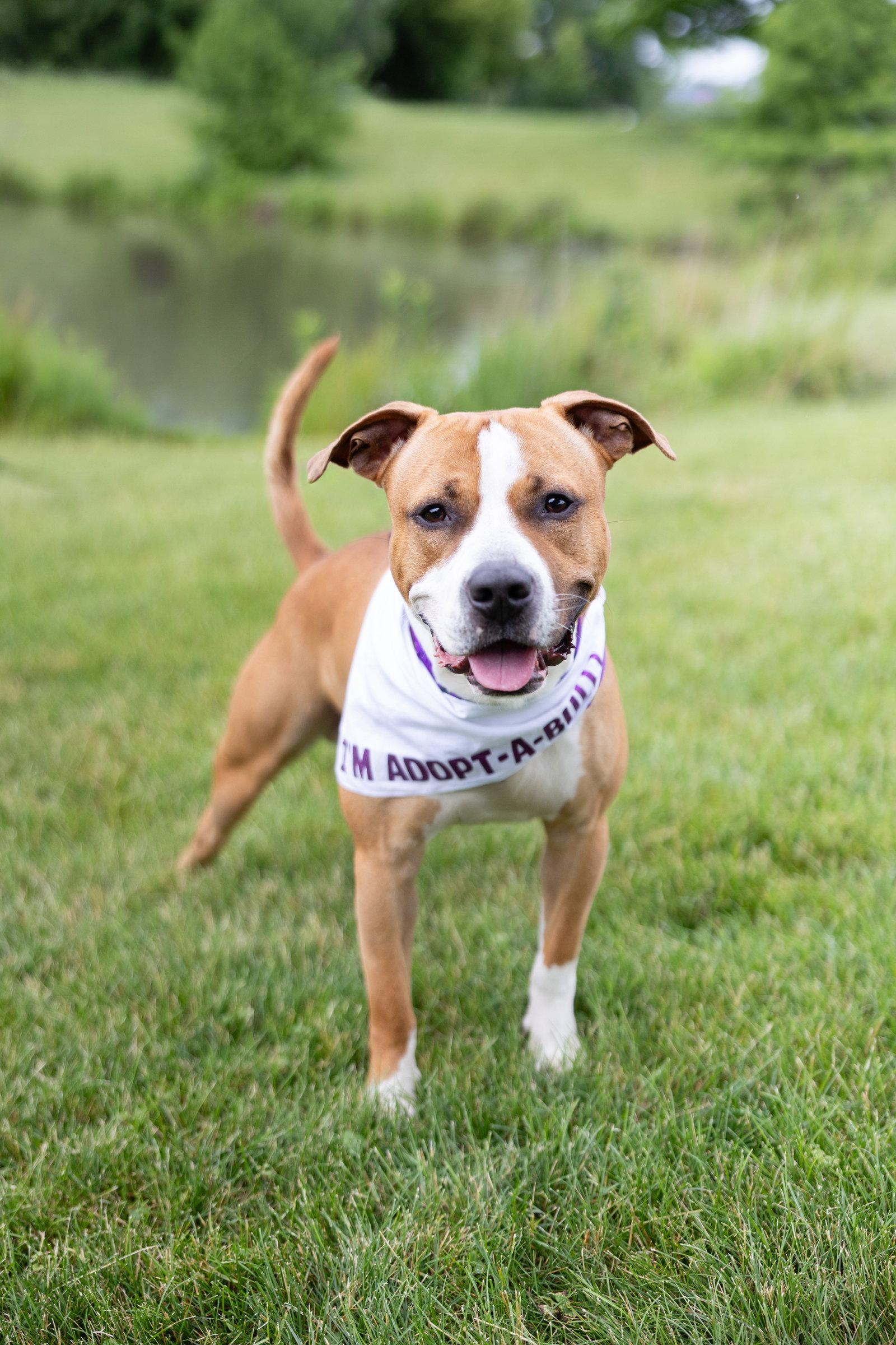 Enlarge Anders, a Adoptable Pit Bull Terrier in Crete, IL image 2/3