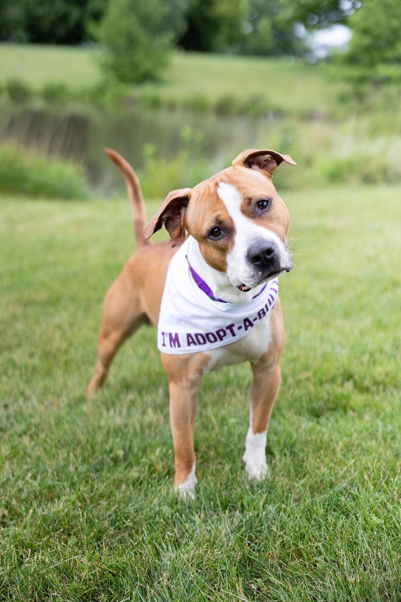 Enlarge Anders, a Adoptable Pit Bull Terrier in Crete, IL image 3/3