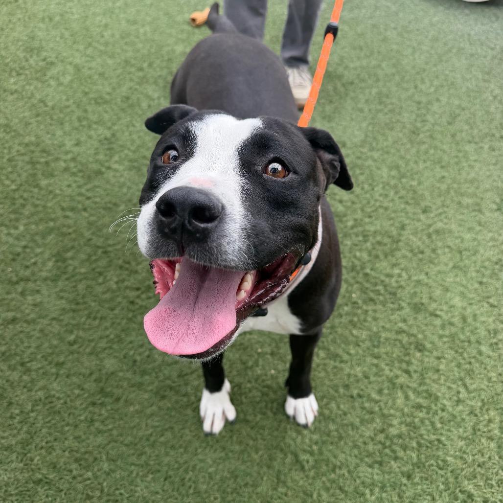 Enlarge Summer, a Adoptable Pit Bull Terrier in Buellton, CA image 1/6