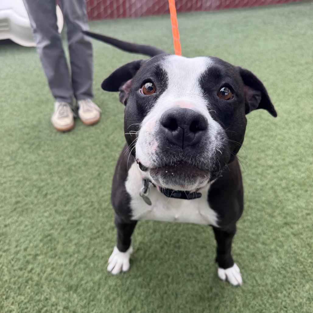 Enlarge Summer, a Adoptable Pit Bull Terrier in Buellton, CA image 2/6