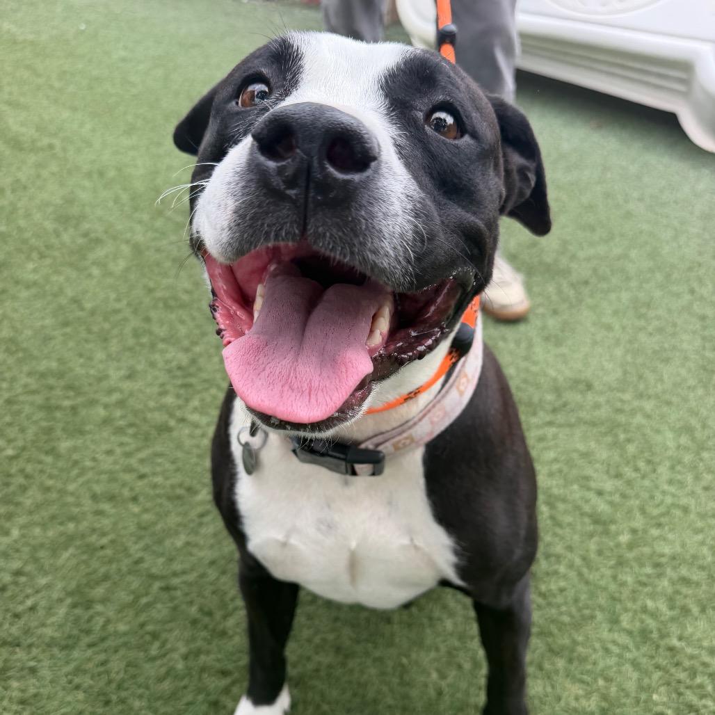 Enlarge Summer, a Adoptable Pit Bull Terrier in Buellton, CA image 3/6