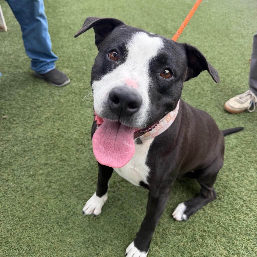 Enlarge Summer, a Adoptable Pit Bull Terrier in Buellton, CA image 4/6
