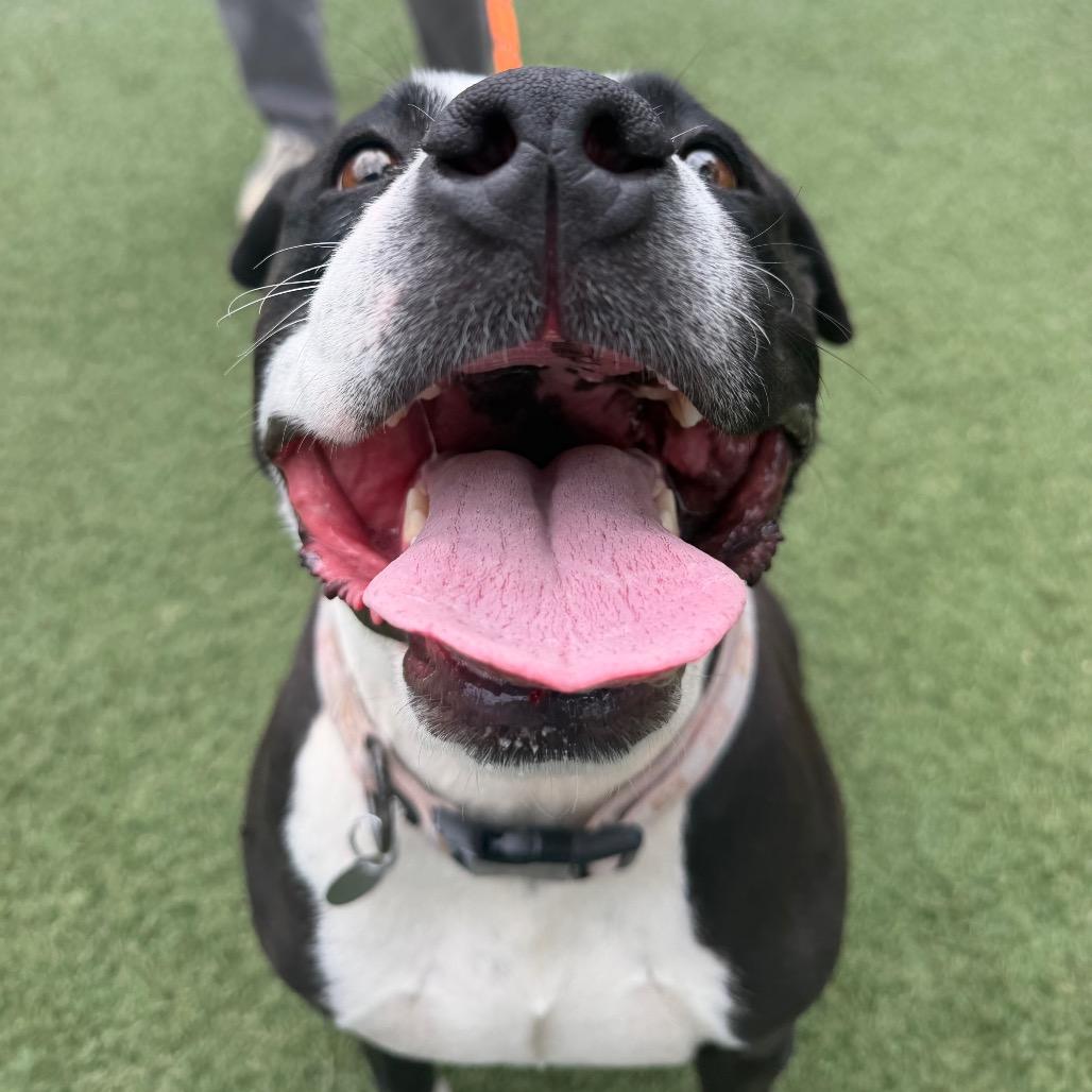 Enlarge Summer, a Adoptable Pit Bull Terrier in Buellton, CA image 5/6