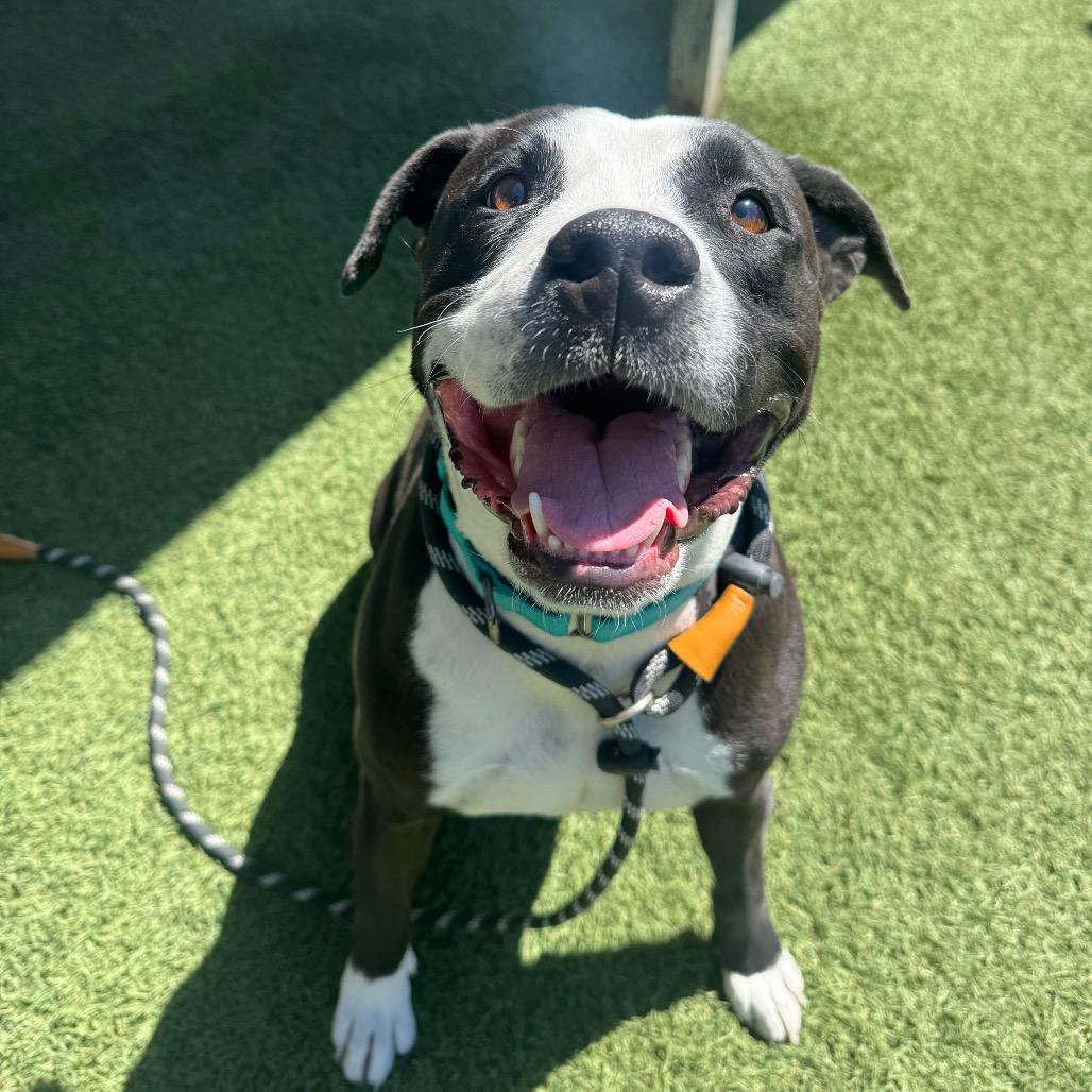Enlarge Summer, a Adoptable Pit Bull Terrier in Buellton, CA image 6/6
