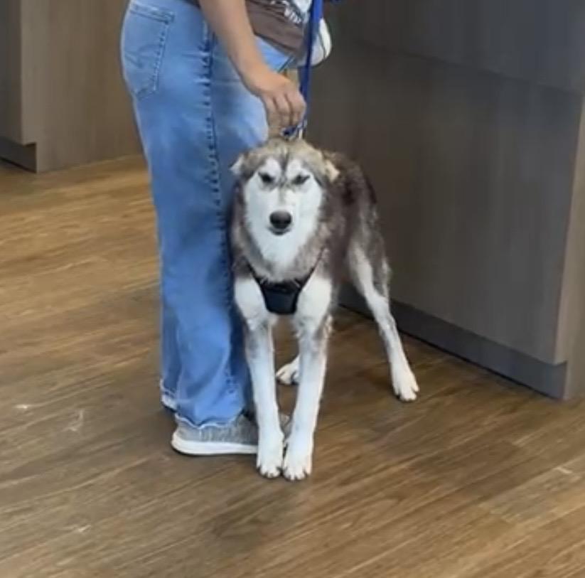 Enlarge Lakota, a ADOPTABLE mixed breed in Jefferson City, MO image 4/5