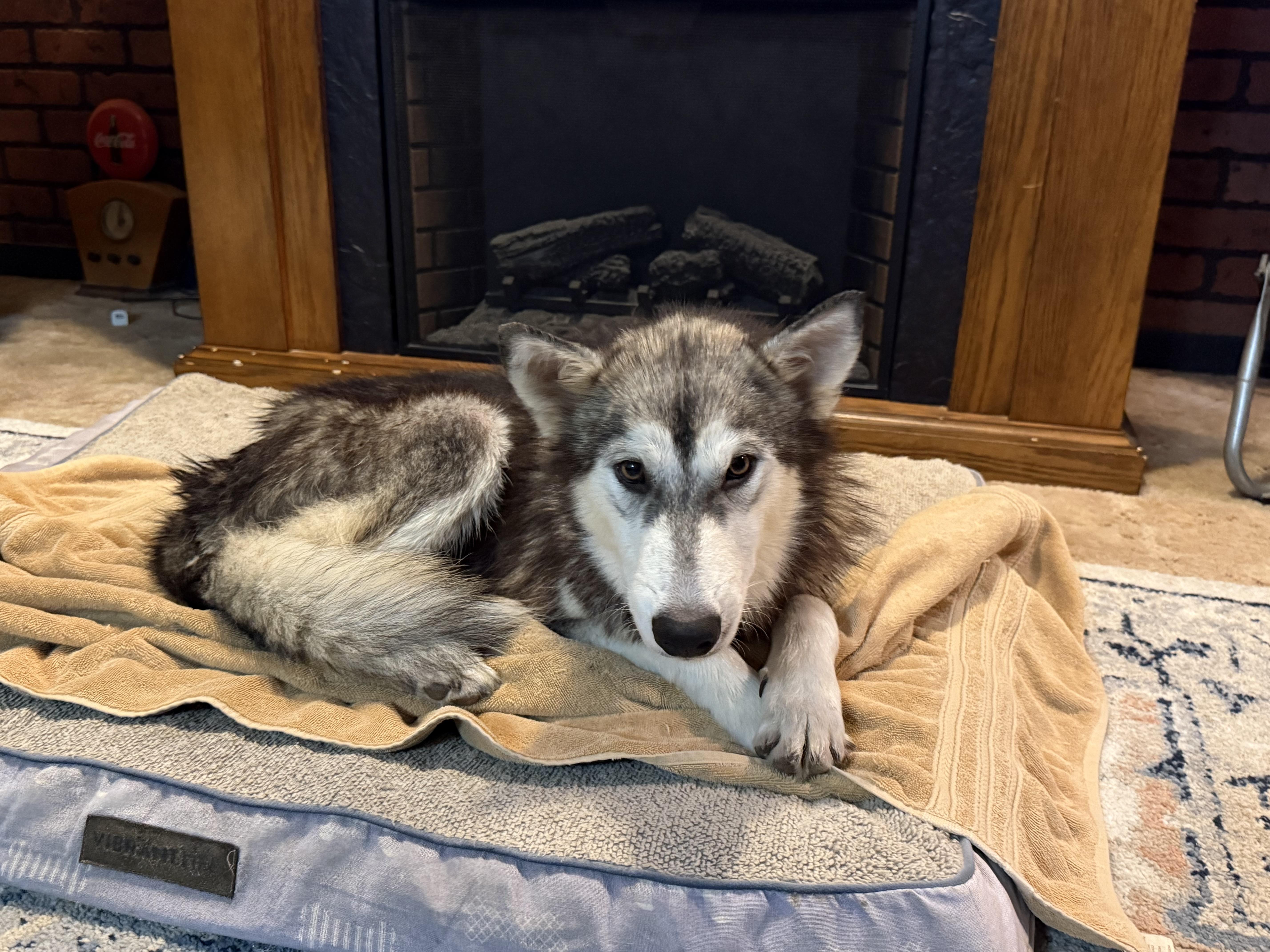 Enlarge Lakota, a ADOPTABLE mixed breed in Jefferson City, MO image 1/5
