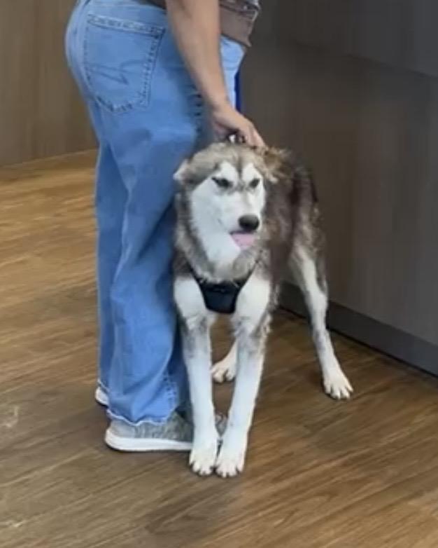 Enlarge Lakota, a ADOPTABLE mixed breed in Jefferson City, MO image 3/5