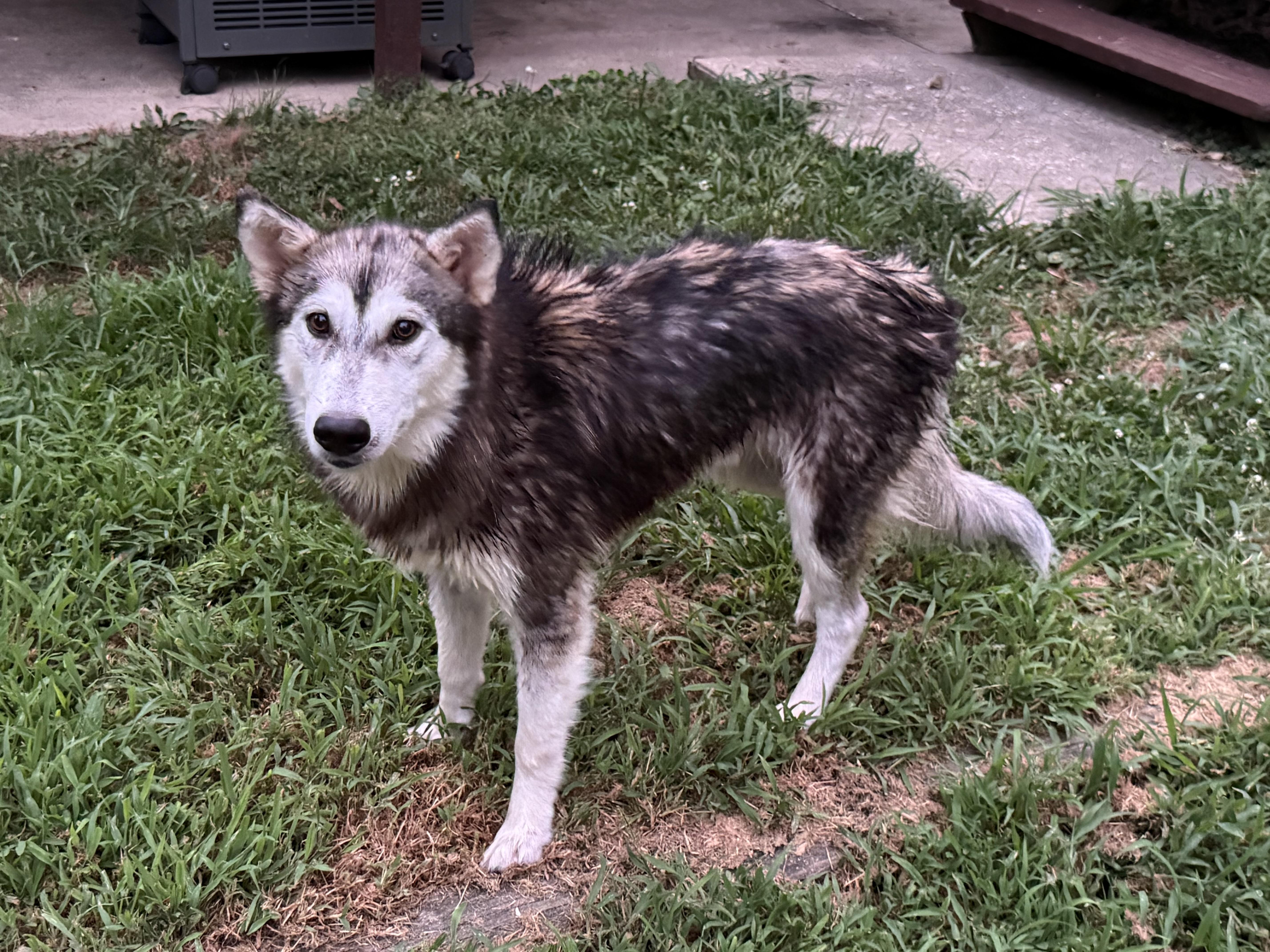 Enlarge Lakota, a ADOPTABLE mixed breed in Jefferson City, MO image 5/5