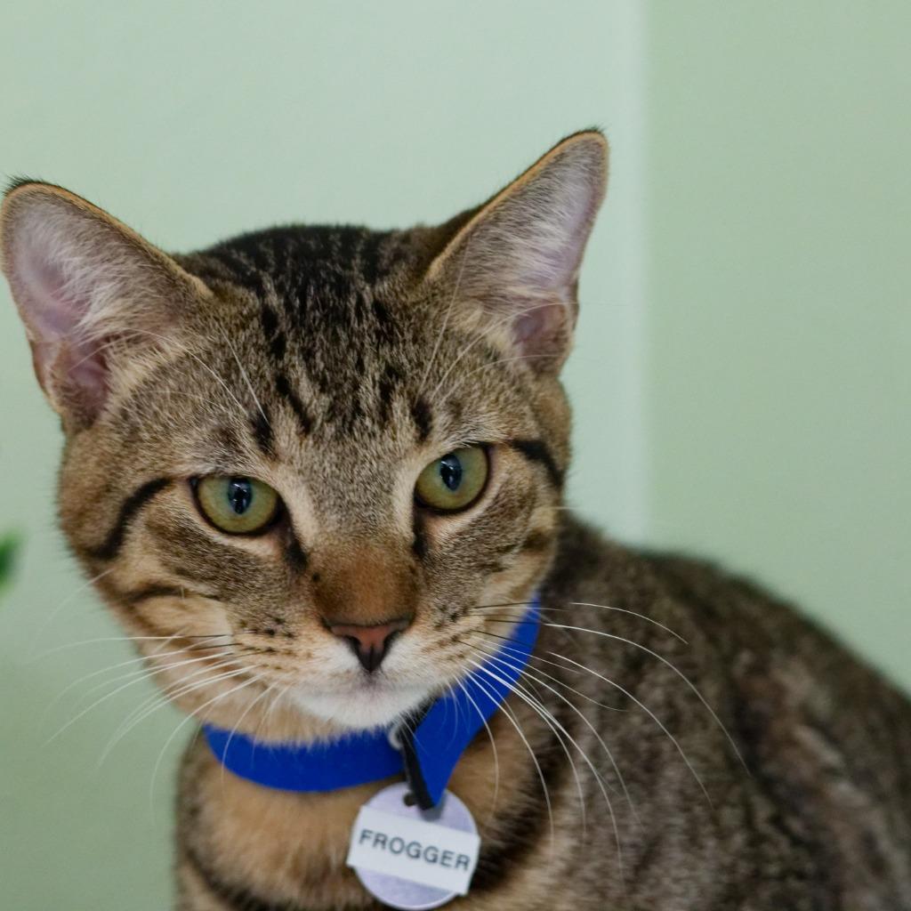 Frogger, Adoptable, Kitten Male Domestic Short Hair.