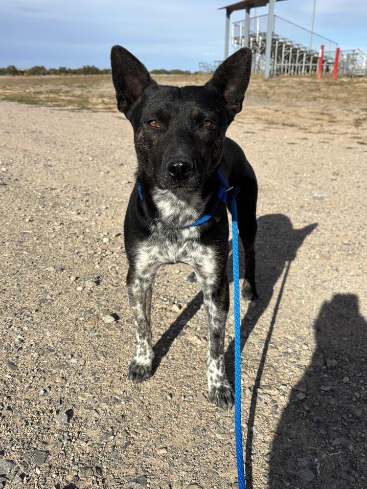 Edgar, Adoptable, Adult Male Australian Cattle Dog / Blue Heeler & Pit Bull Terrier.