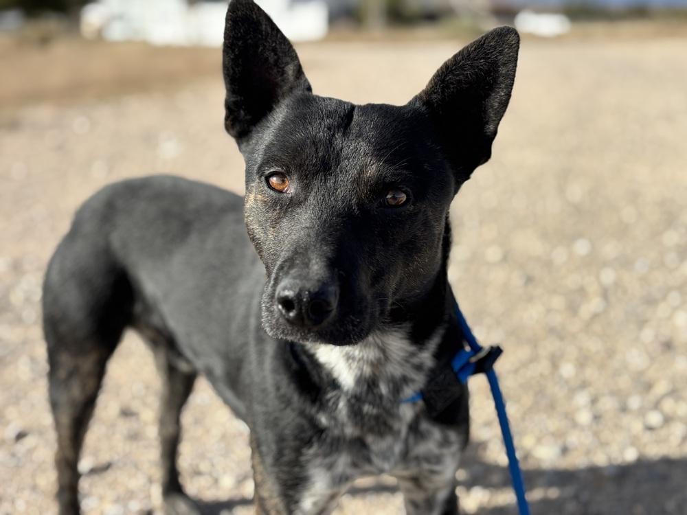 Enlarge Edgar, a Adoptable mixed breed in Mountainair, NM image 2/3