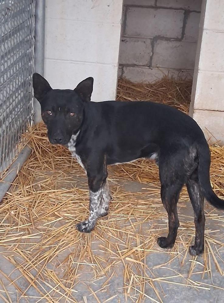 Enlarge Edgar, a Adoptable mixed breed in Mountainair, NM image 3/3
