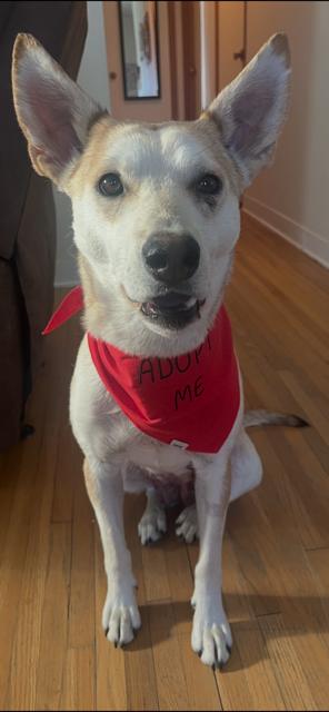 Enlarge Kleo, an adopted mixed breed in Sioux Falls, SD image 2/5