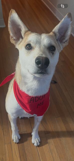 Kleo, adopted, Young Female Mixed Breed.