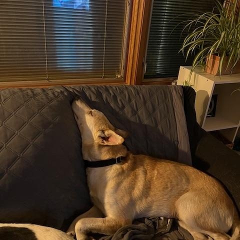 Enlarge Kleo, an adopted mixed breed in Sioux Falls, SD image 5/5